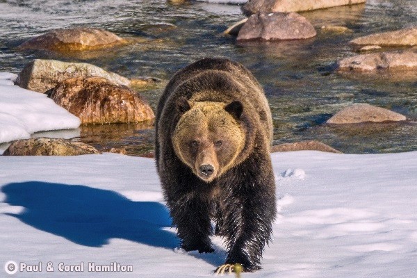 Jasper Wildlife During December